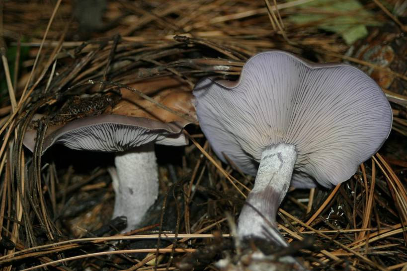 Agaricales Lila pereszke