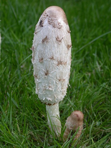 Gyapjas tintagomba Coprinus comatus A kalap 5-15 cm átmérőjű, fiatalon tojás alakú, majd a széle felhasadozik, felpöndörödik.