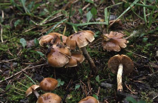 Agaricales Inocybe Susulyka nemzetség A termőtest kicsi vagy közepes.