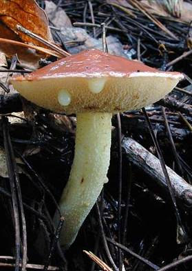 Szemcsésnyelű (fenyő)tinóru Suillus granulatus Gyakran nagyobb csoportokban megjelenő. A kalap 3-10 cm átmérőjű, domború, majd ellaposodó. Sárga, okker, vagy világos barna, nyálkás, ragadós.