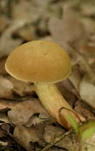 Molyhos tinóru Xerocomus subtomentosus A kalap 5-10 cm átmérőjű, félgömb, majd ellaposodó. Barna, világos barna, okkeres árnyalatú, bársonyos. A csövek tágak, a tönkre lefutók, élénk sárgák.