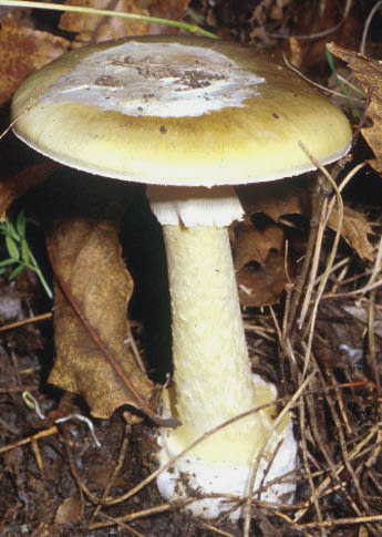 Gyilkos galóca Amanita phalloides A kalap 5-15 cm, olajzöldtől az egészen sárgásig, néha fehéres, a széle világosabb, felülete selymes, fénylő, benőtten szálas.