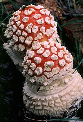 Légyölő galóca Amanita muscaria A 10-20 cm átmérőjű kalap domború, majd ellaposodik, piros vagy narancssárga, rajta fehér pettyek vannak, A lemezek fehérek, sűrűn állnak, nem nőnek a tönkhöz.