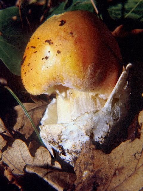 Császárgalóca Amanita caesarea Kalapja 6-20 cm átmérőjű; fiatalon félgömb alakú, majd ellaposodik; élénk narancssárga, narancsvöröses; széle bordázott.