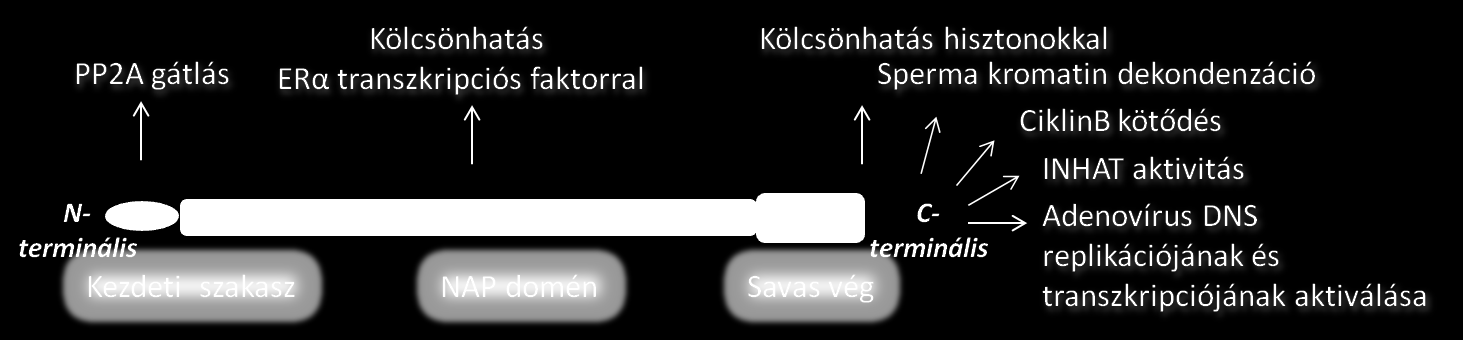 fehérje faktorral, és mindemellett a Protein Foszfatáz 2A gátlásában is szerepet játszik.