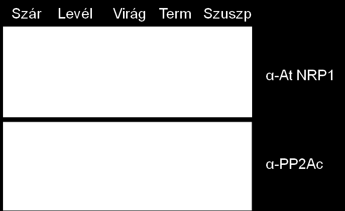 Az Arabidopsis NRP és PP2A fehérjék szövetspecifikus kifejeződése Immunoblot kísérletet végeztünk különböző növényi részek felhasználásával, sorrendben: szár, rozetta levél, virág, éretlen termés, és