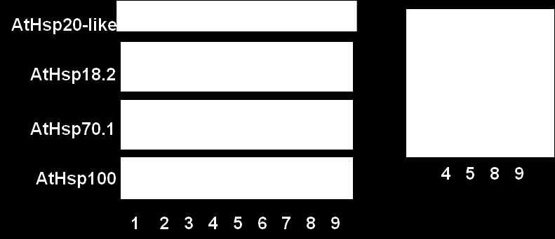 reakciók eredményei láthatóak (bal oldal), melyhez az alábbi templátokat használtuk: 1, genomiális DNS (pozitív PCR kontrol); 2-5, vad típusú növény; 6-9, nrp 1-1 nrp2-1 mutáns növény; 2 és 6,