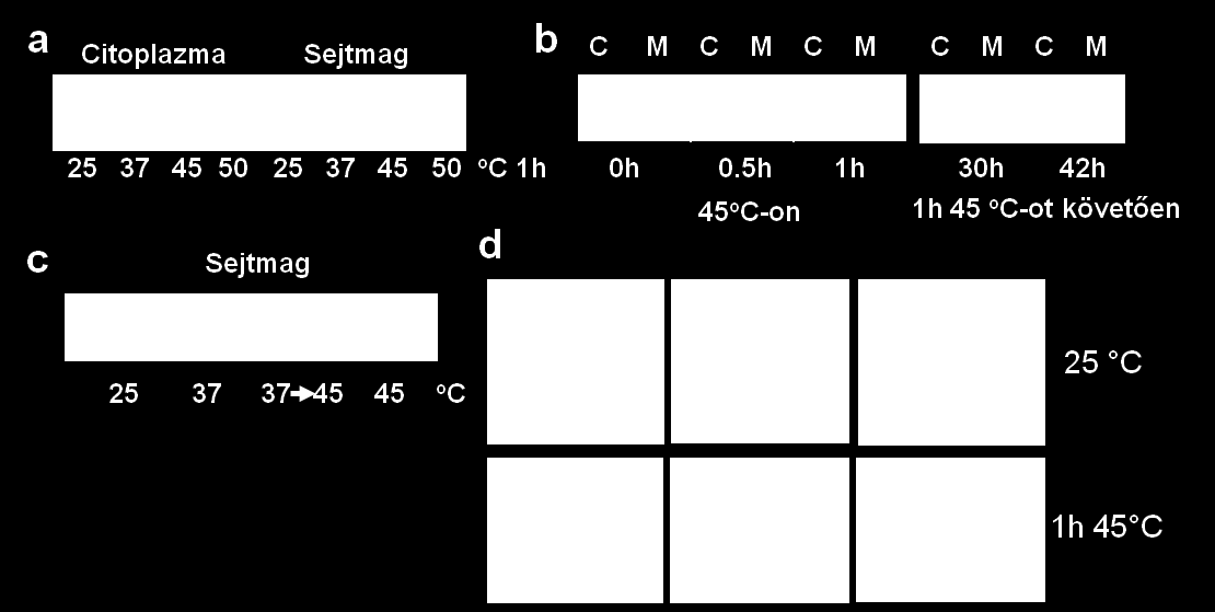 Az NRP fehérjéket a citoplazmában detektáltuk immunoblot módszerrel 25 és 37 C esetén; 45, vagy 50 C-os kezelés után viszont a sejtmagban. b.