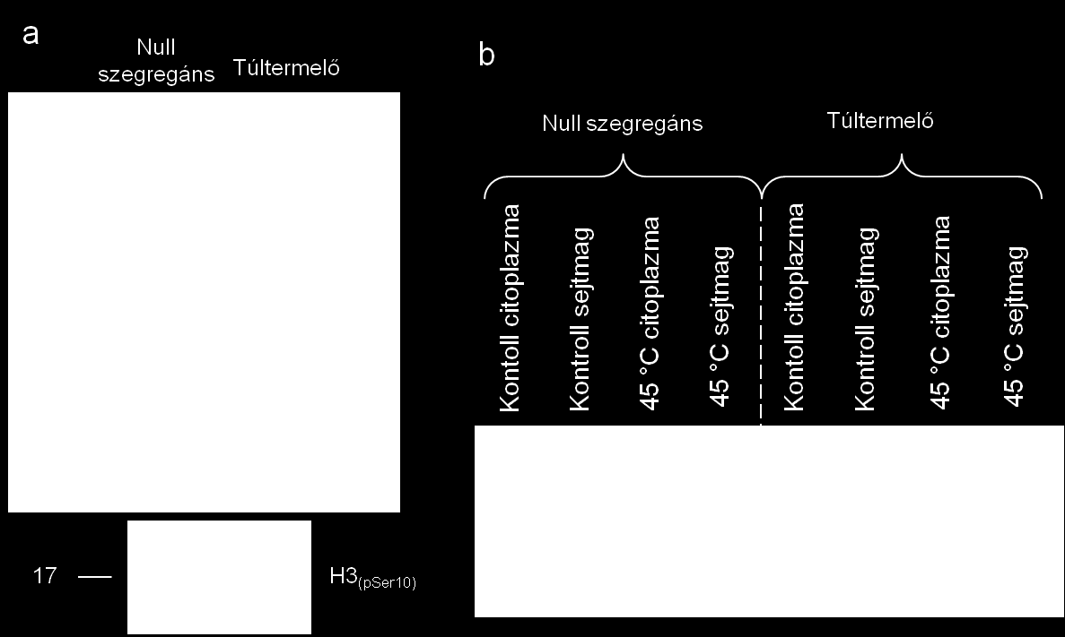 szegregáns és a vad típusú növényekhez képest az általunk alkalmazott laboratóriumi körülmények között, sem különböző só- és hormonkezelések hatására.