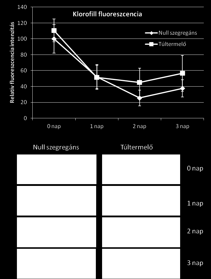 2, és 3 nappal a hősokk kezelést (1h 45 C) követően. 100%-nak vettük a null szegregáns csíranövények 0.napon mért klorofill fluoreszcencia értékeinek átlagát.