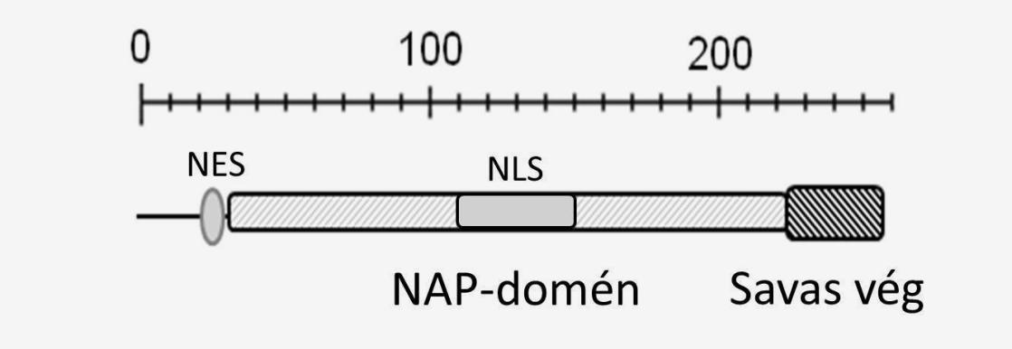 A lúdfű NRP1 aminosav sorrendje: MVADKSKKSKIEEKGEEENLEQIDAELVLSIEKLQEIQDDLEKINEKASDEVLEVEQKY NVIRKPVYDKRNEVIQSIPGFWMTAFLSHPALGDLLTEEDQKIFKYLNSLEVEDAKDV