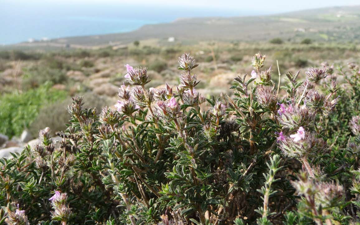 44 hagyományok Aromatika magazin 2015. 2.2. ből készülnek, mint a krétai szurokfű (Origanum dictamnus L.), a zsálya, a kakukkfű, a babér, a boróka, a téli csombord (Satujera montana L.