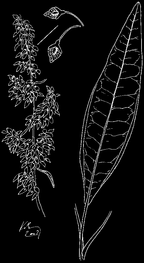 Elsôsorban olyan sík- és dombvidéki mocsarak, lápok, nedves kaszálórétek lepkéje, ahol a tápnövényei, a lórom fajok (Rumex spp.) bôven tenyésznek.