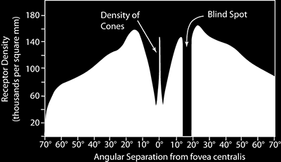 Csapok és pálcikák szerepe Csapok és pálcikák elhelyezkedése Csapok: A retina közepén nagy sűrűségben Pálcikák: A retina szélén - a periferikus