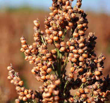 ES FOEHN FAO 400-480 BIOMASS 133 FAO 480-550 CIROK Vörös krémszínű szemszín Félig tömött buga Terméspotenciál: 9-12 t/ha Tannin mentes Zöld száron érő típus Átlag feletti kelési erély