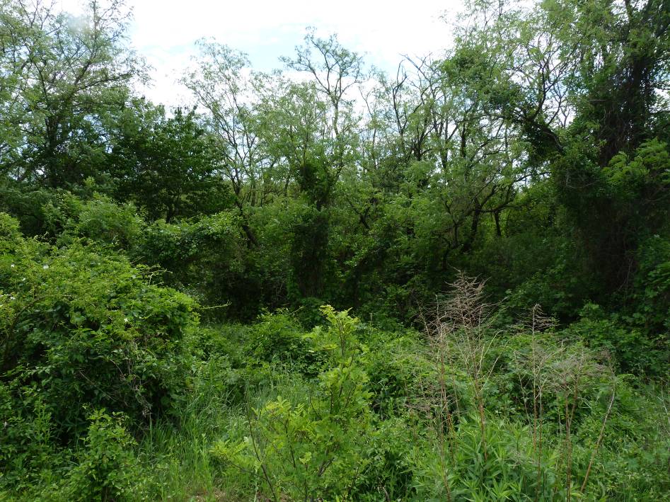 gyepűrózsa - Rosa canina) és akácosodik. A fászárú növényzet kúszónövényekkel van benőve (komló - Humulus lupulus, erdei iszalag - Clematis vitalba).