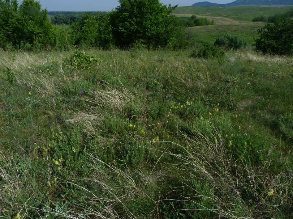 folttal szomszédos területen), ahol a nedvesebb részeken a kanadai aranyvessző (Solidago canadensis) kisebb foltjai vannak jelen.