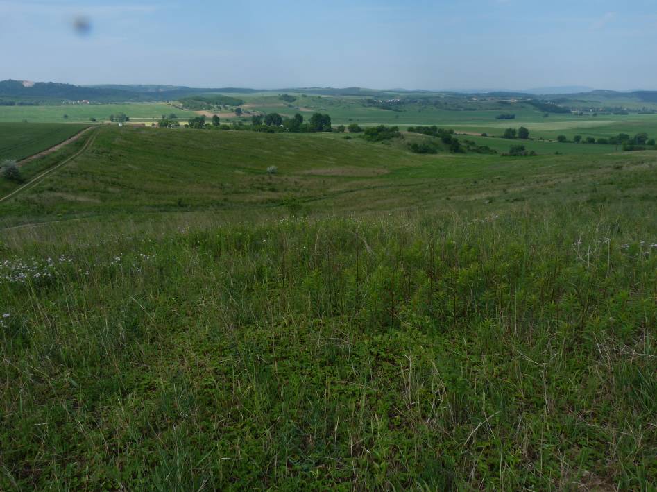 Természetesség: 2-3 ÁNÉR: ODxOC Natura 2000 élőhely: nincs Védettségi státusz: Natura 2000, Nemzeti Ökológiai Hálózat Nyomvonal szakasz: "A" nyomvonal 30+000-31+000 km (közvetlenül nincs érintve)