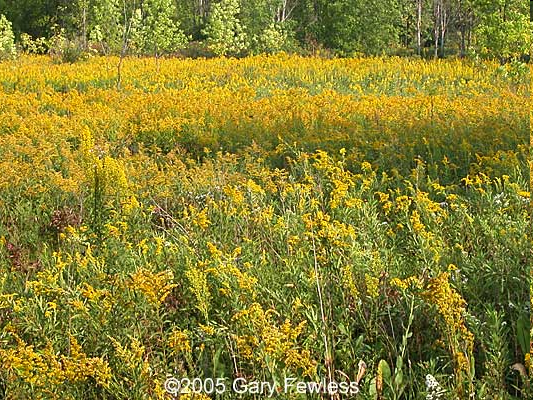 OD - Lágyszárú özönfajok állományai Meghatározás: Lágyszárú özönfajok (pl. Solidago, Aster, Helianthus fajok) által uralt területek. Az özönfajok borítása nagyobb, mint 50%.