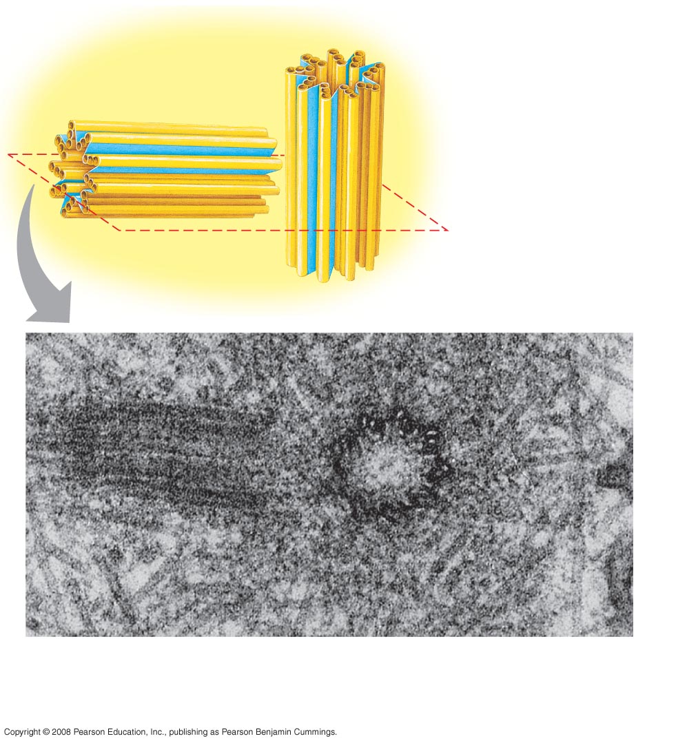 Centroszóma Mikrotubulus Centriólumok 0,25 µm Egy