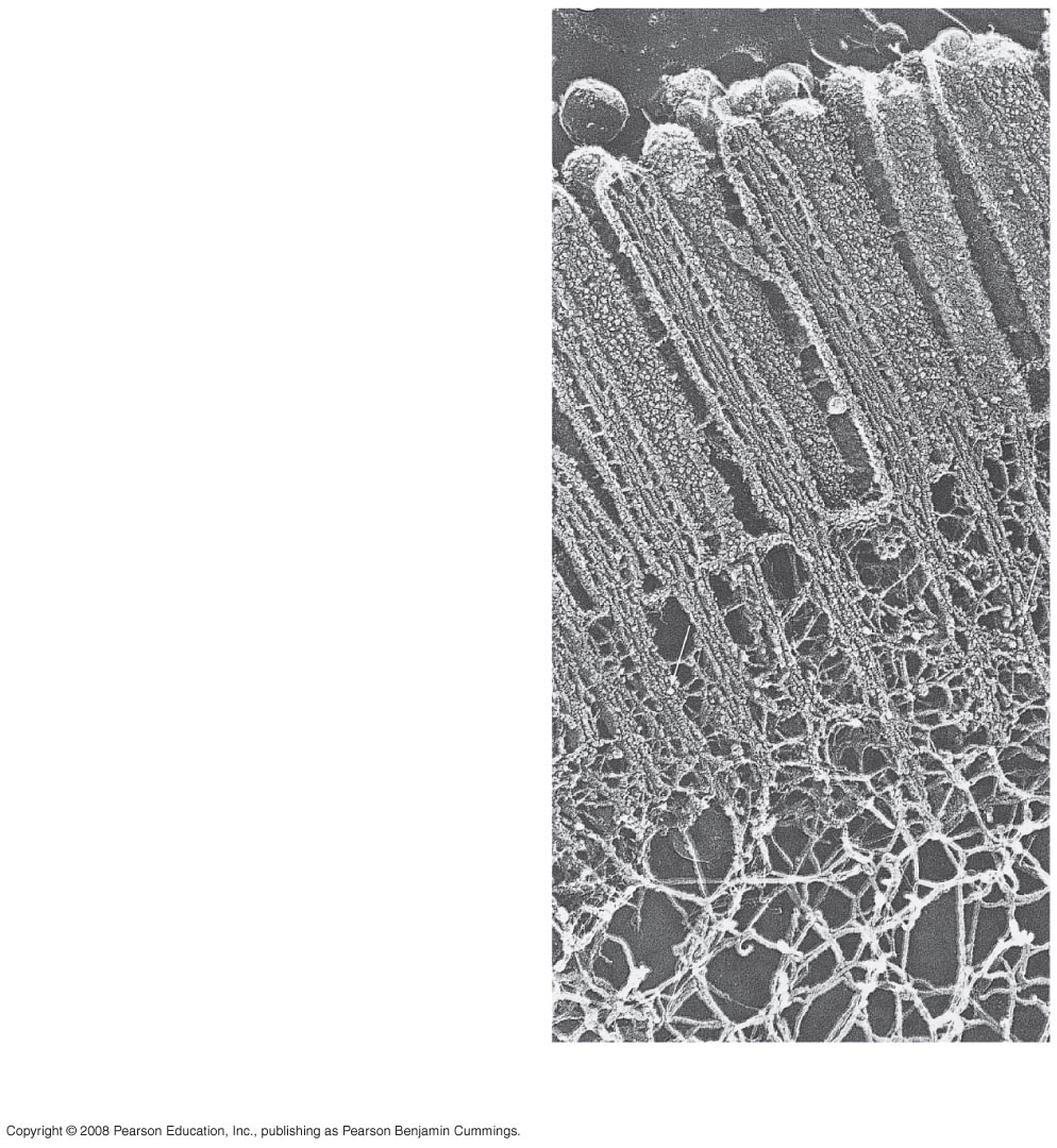 Mikrovillus Plazma membrán Mikrofilamentumok