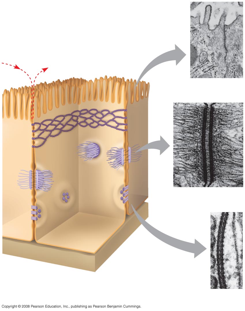 Tight junctions prevent fluid from moving across a layer of cells Tight junction 0.