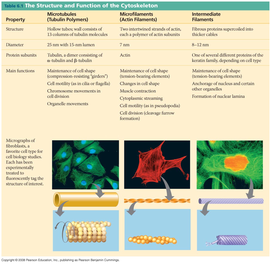 Table 6-1 10 µm 10 µm 10 µm Column of tubulin dimers 25 nm Actin subunit Keratin