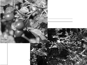 Szeder-félék (Rubus spp.