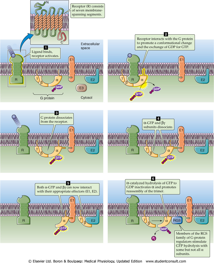 GPCR: G-protein