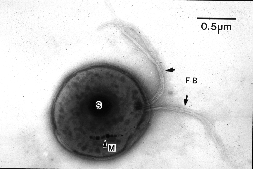 Irányítás, Meghajtás, Követhetőség Meghajtás: flagellumok segítségével: kb 200µm/s (mesterséges,