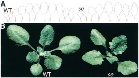 klasszikus molekuláris fizikai Rédei György izolálta az se (SERRATE) mutánst, a levél szél fogazott, számos pleiotróp hatás a sziklevelek fejlődésétől kezdve.