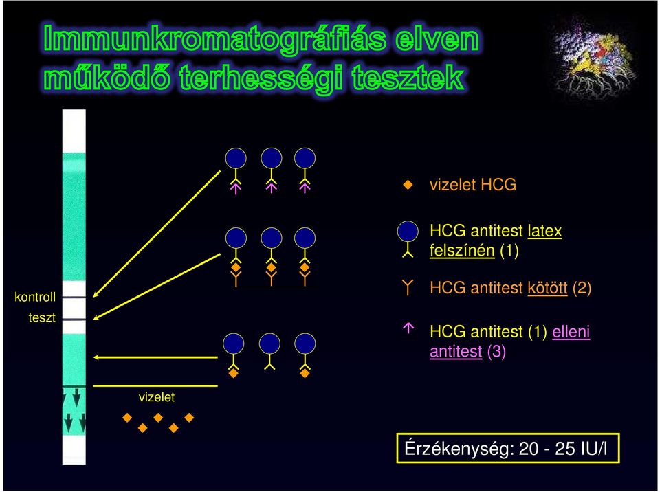 antitest kötött (2) HCG antitest (1)