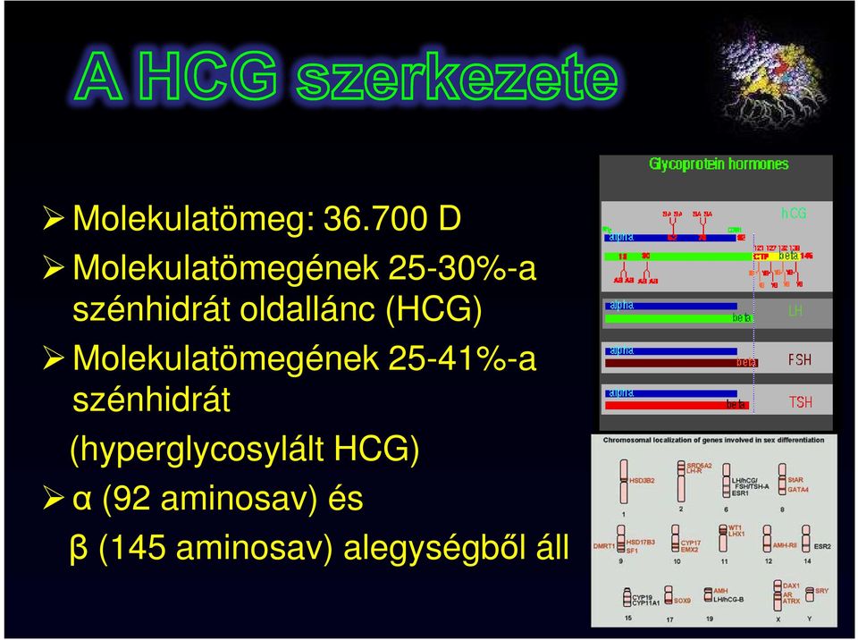 oldallánc (HCG) Molekulatömegének 25-41%-a