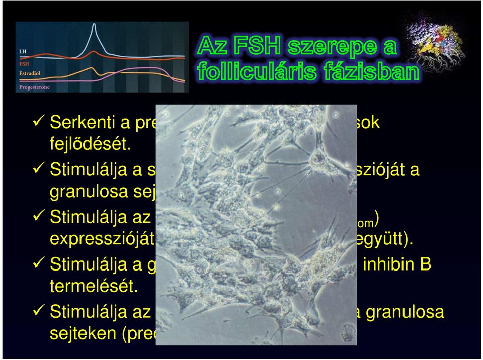 Stimulálja az aromatase enzim (P450 arom ) expresszióját és aktivitását (IGF-II-vel együtt).