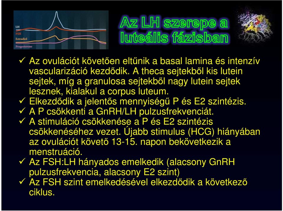 Elkezdődik a jelentős mennyiségű P és E2 szintézis. A P csökkenti a GnRH/LH pulzusfrekvenciát.