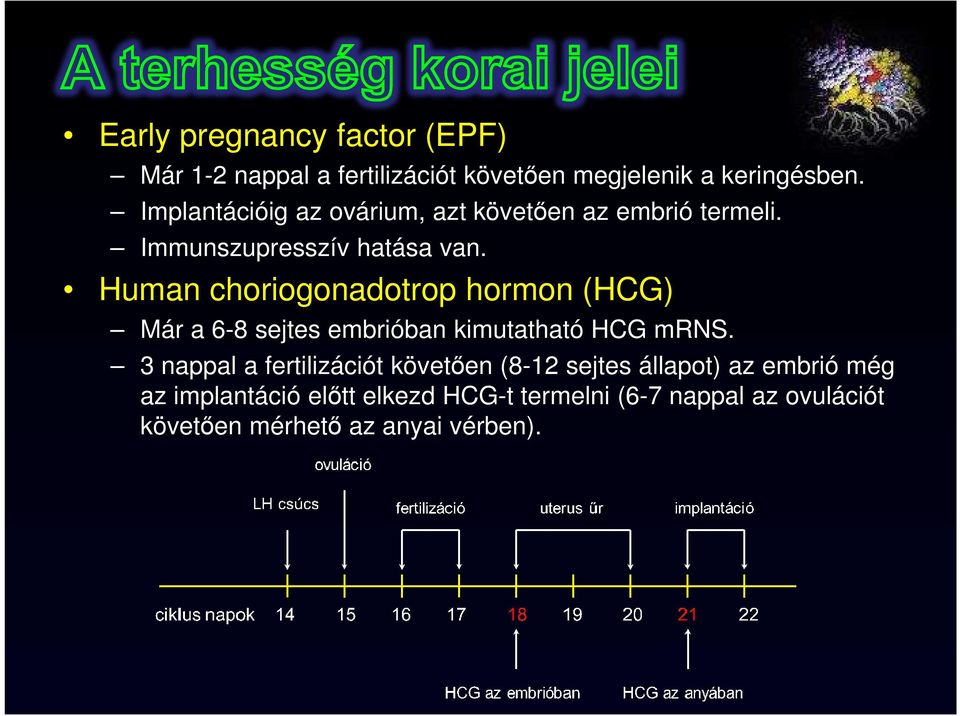 Human choriogonadotrop hormon (HCG) Már a 6-8 sejtes embrióban kimutatható HCG mrns.