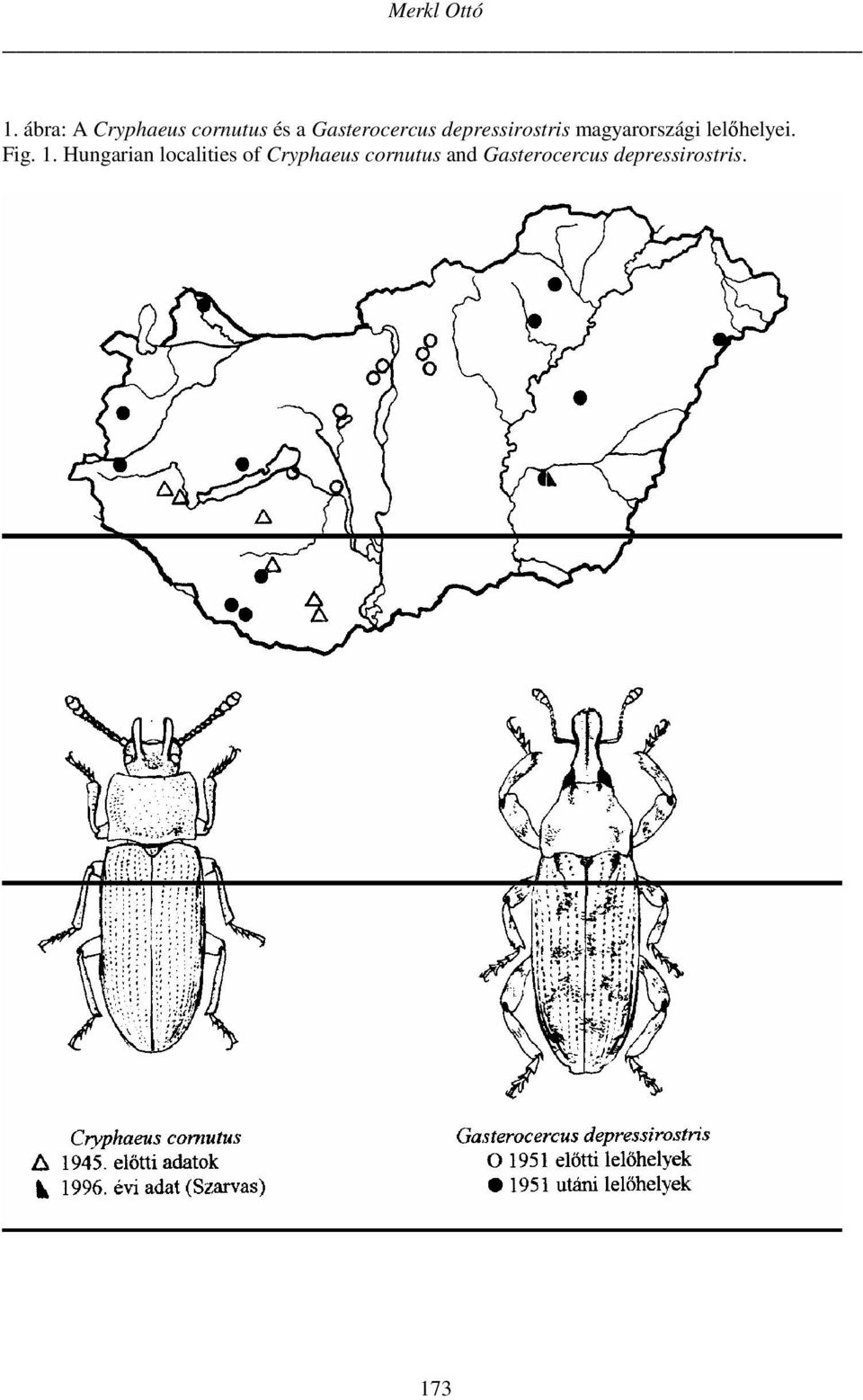 depressirostris magyarországi lelőhelyei. Fig.
