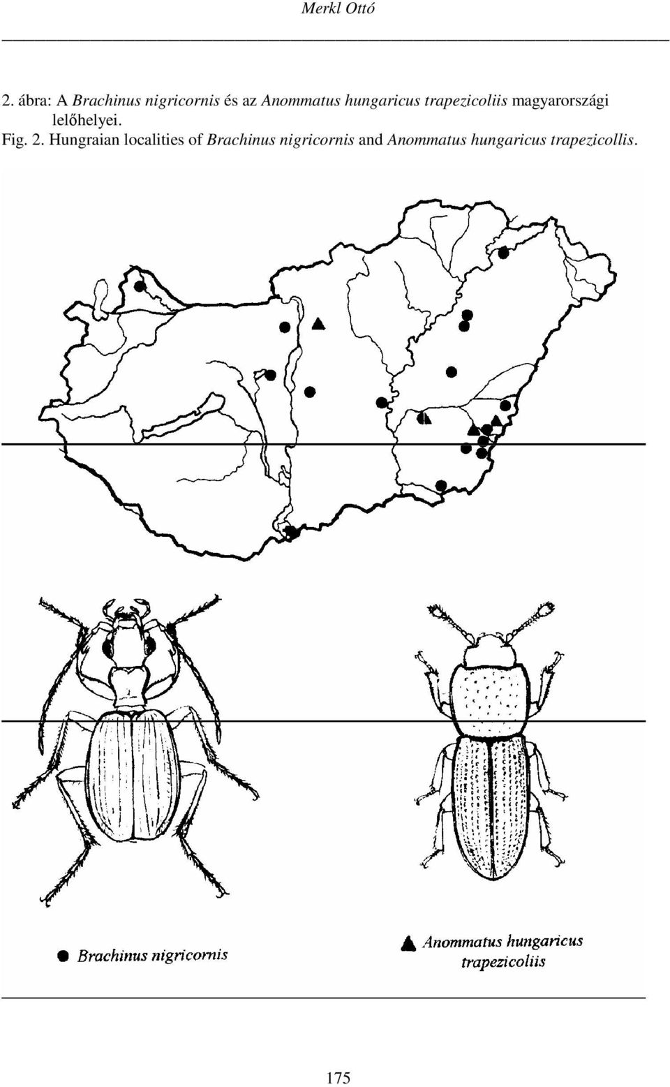 hungaricus trapezicoliis magyarországi lelőhelyei.