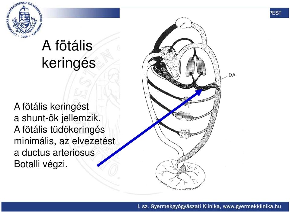 A fötális tüdőkeringés minimális,