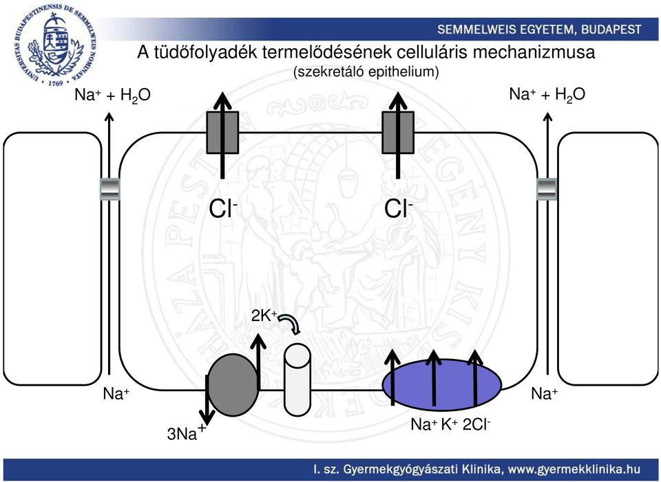 mechanizmusa (szekretáló epithelium)