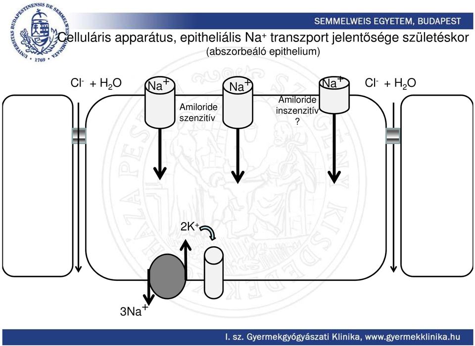 epithelium) Cl - + H 2 O Na + Na + Amiloride