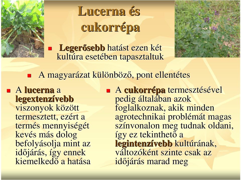 idıjárás, így ennek kiemelkedı a hatása A cukorrépa termesztésével pedig általában azok foglalkoznak, akik minden agrotechnikai