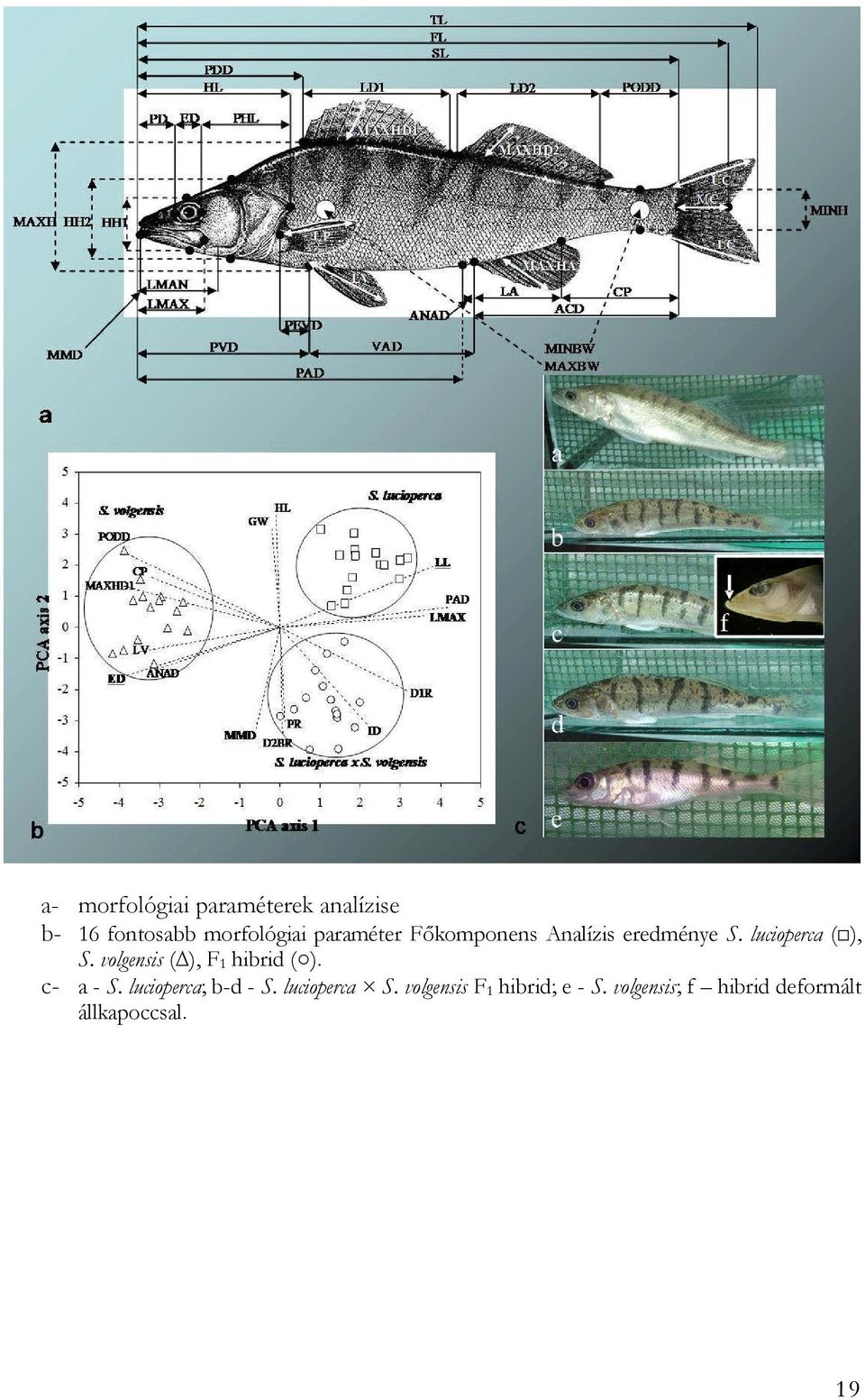 volgensis ( ), F 1 hibrid ( ). c- a - S. lucioperca; b-d - S.