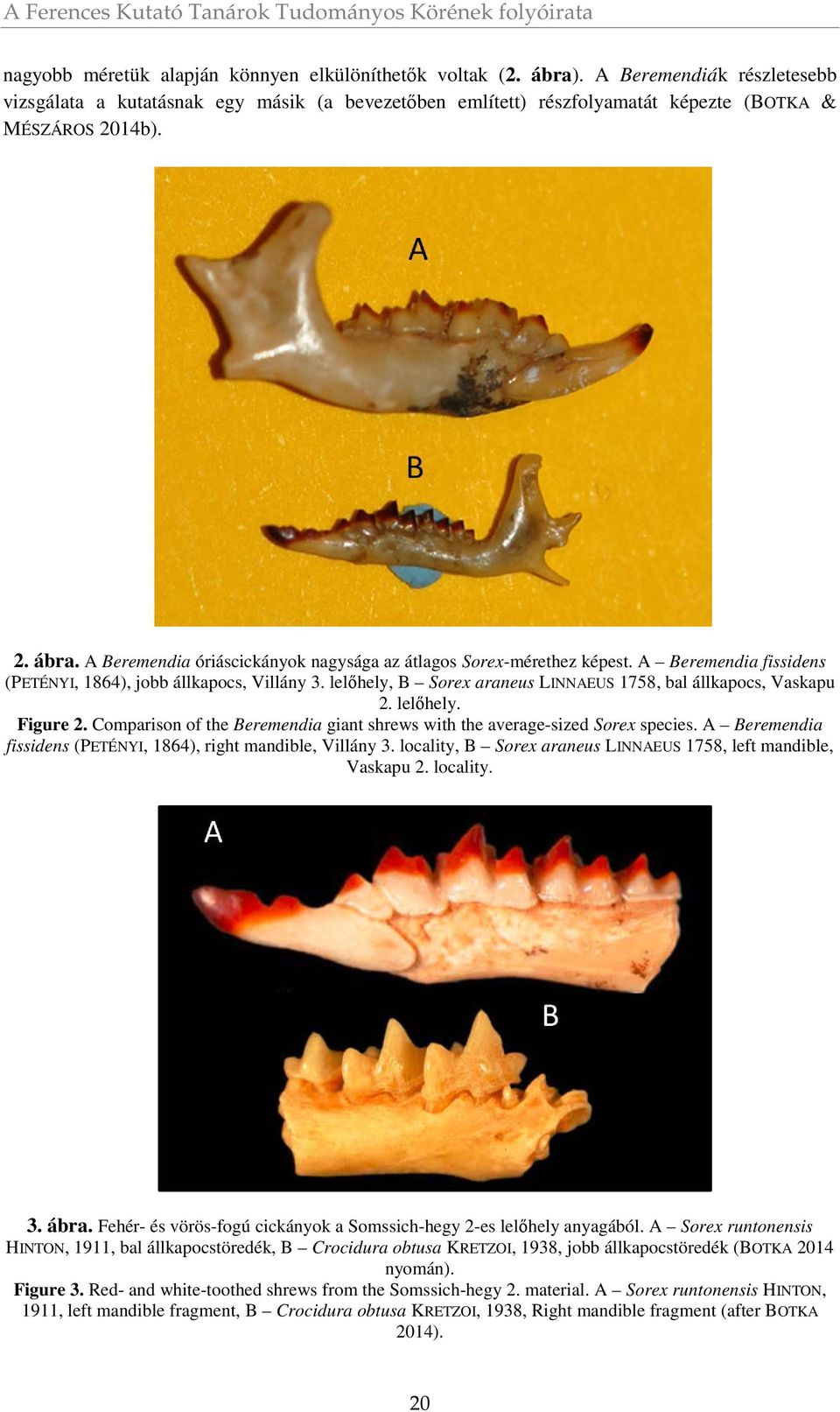 A Beremendia óriáscickányok nagysága az átlagos Sorex-mérethez képest. A Beremendia fissidens (PETÉNYI, 1864), jobb állkapocs, Villány 3.