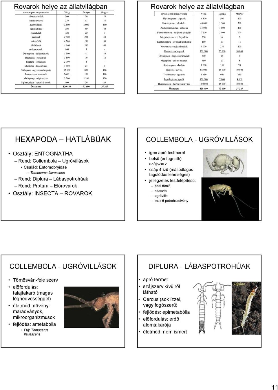 Mantodea - fogólábuak 1 800 23 1 Orthoptera - egyenesszárnyúak 15 100 850 120 Psocoptera - portetvek 2 600.