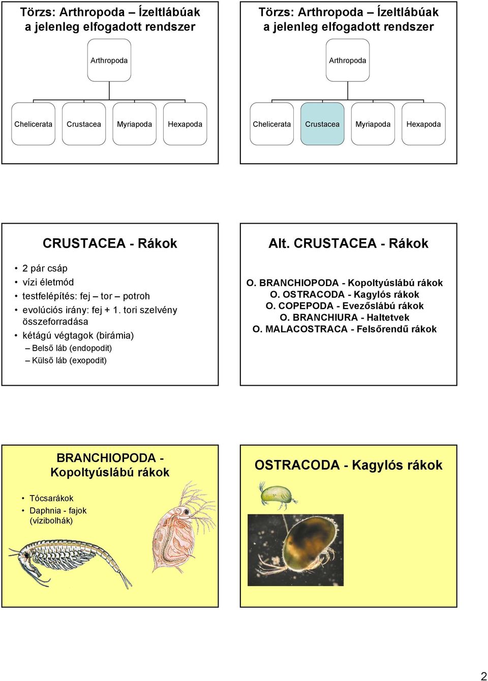 tori szelvény összeforradása kétágú végtagok (birámia) Belső láb (endopodit) Külső láb (exopodit) Alt. CRUSTACEA - Rákok O. BRANCHIOPODA - Kopoltyúslábú rákok O.