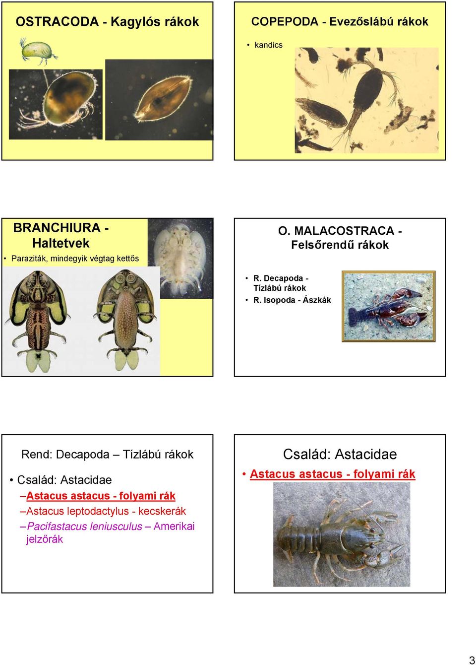 Isopoda - Ászkák Rend: Decapoda Tízlábú rákok Család: Astacidae Astacus astacus - folyami rák Astacus