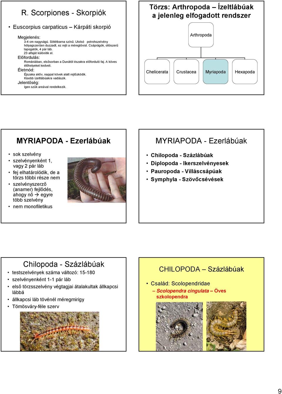 Életmód: Éjszaka aktív, nappal kövek alatt rejtőzködik. Kisebb ízeltlábúakra vadászik. Jelentőség: Igen szűk areával rendelkezik.