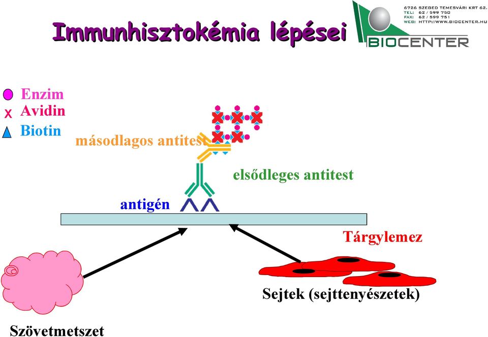 elsődleges antitest antigén