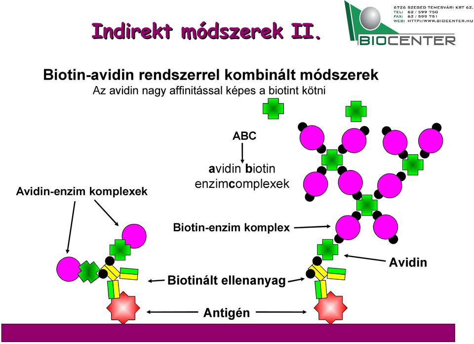 nagy affinitással képes a biotint kötni ABC Avidin-enzim